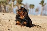 KING CHARLES SPANIEL 028